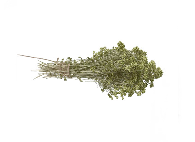 Oregano